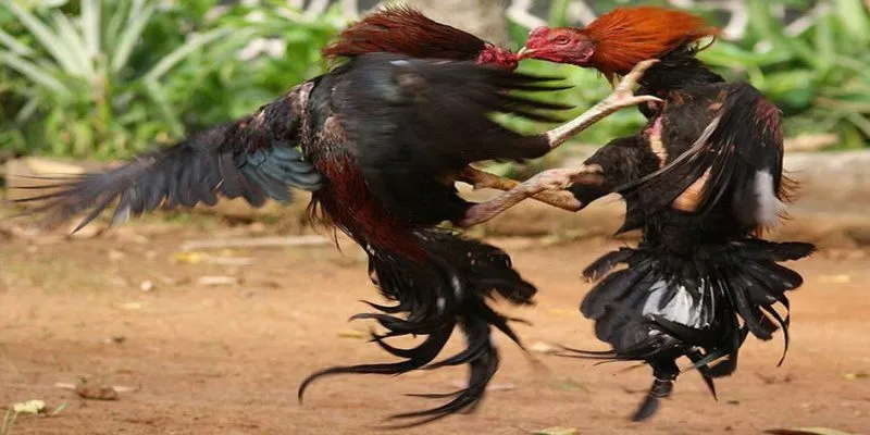 Đá gà trực tuyến SUNWIN siêu đỉnh