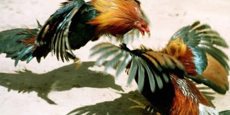 đá gà trực tuyến SUNWIN