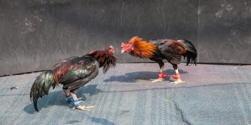 Đấu trường đá gà KUBET siêu chân thực