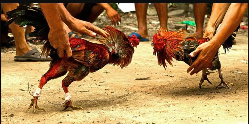 Đấu trường đá gà SV66
