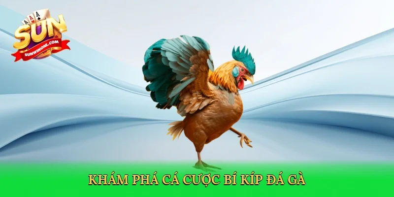 Khám phá cá cược Bí kíp đá gà