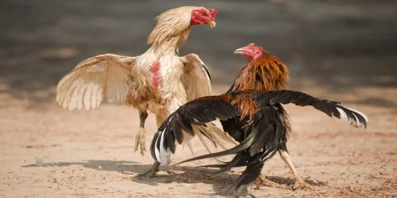 Nên chọn thời điểm chơi