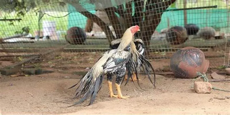 Trải nghiệm cược đấu gà