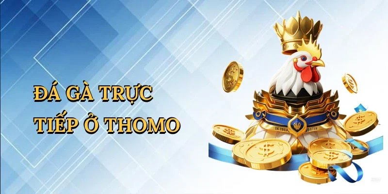 Đá Gà Trực Tiếp Ở Thomo - Hành Trình Cá Cược Kịch Tính Cùng S666