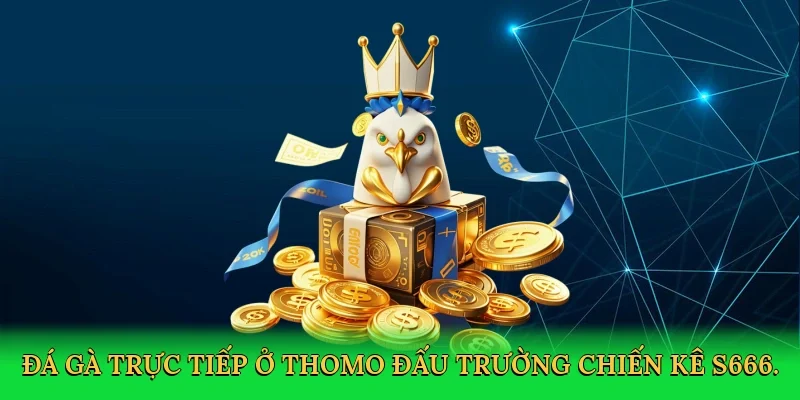 Đá gà trực tiếp ở thomo đấu trường chiến kê S666.